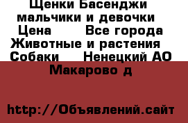 Щенки Басенджи ,мальчики и девочки › Цена ­ 1 - Все города Животные и растения » Собаки   . Ненецкий АО,Макарово д.